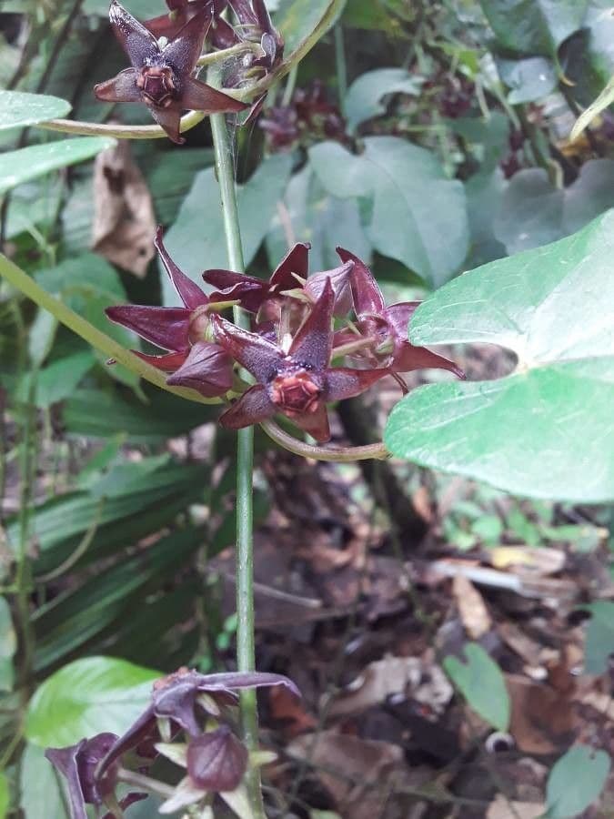 Matelea 7
