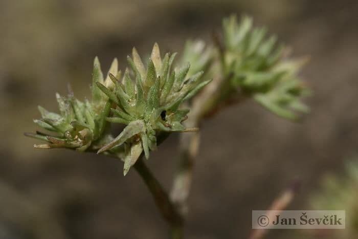 Centonchio annuale