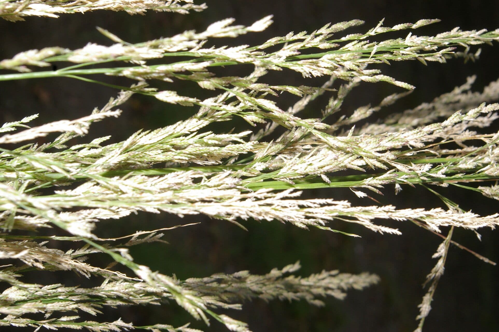 Eragrostis prolifera 4