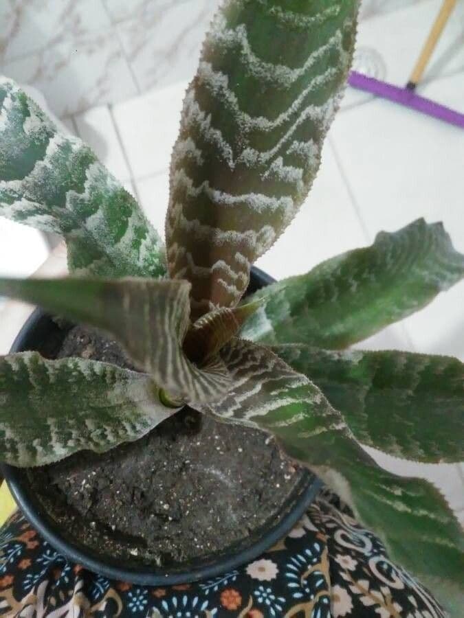 Cryptanthus 13