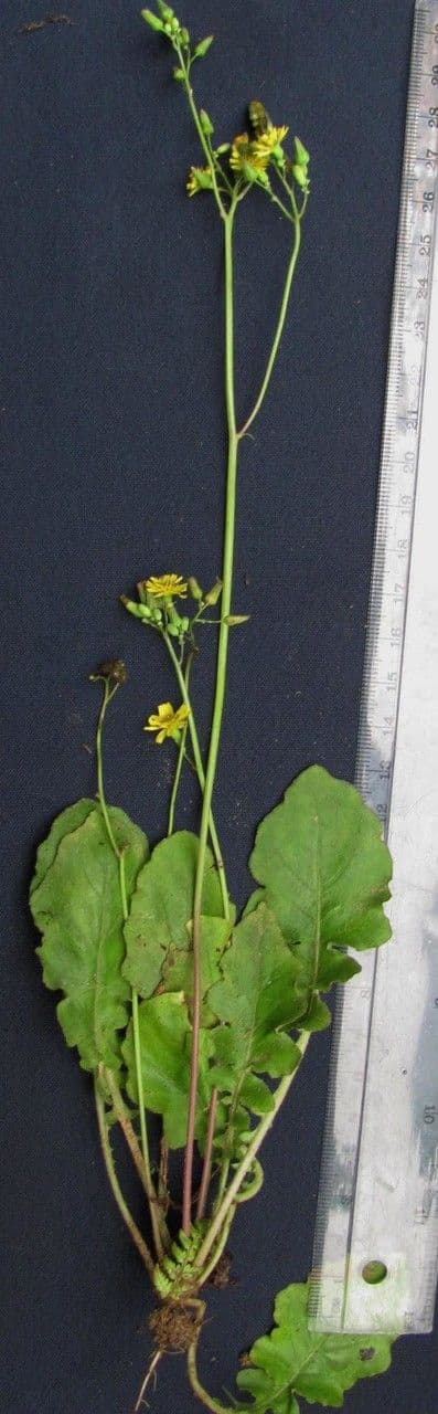 Youngia giapponese 28