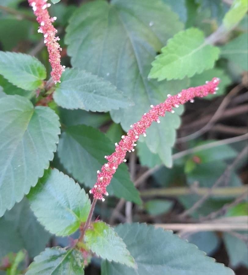 Acalypha 4