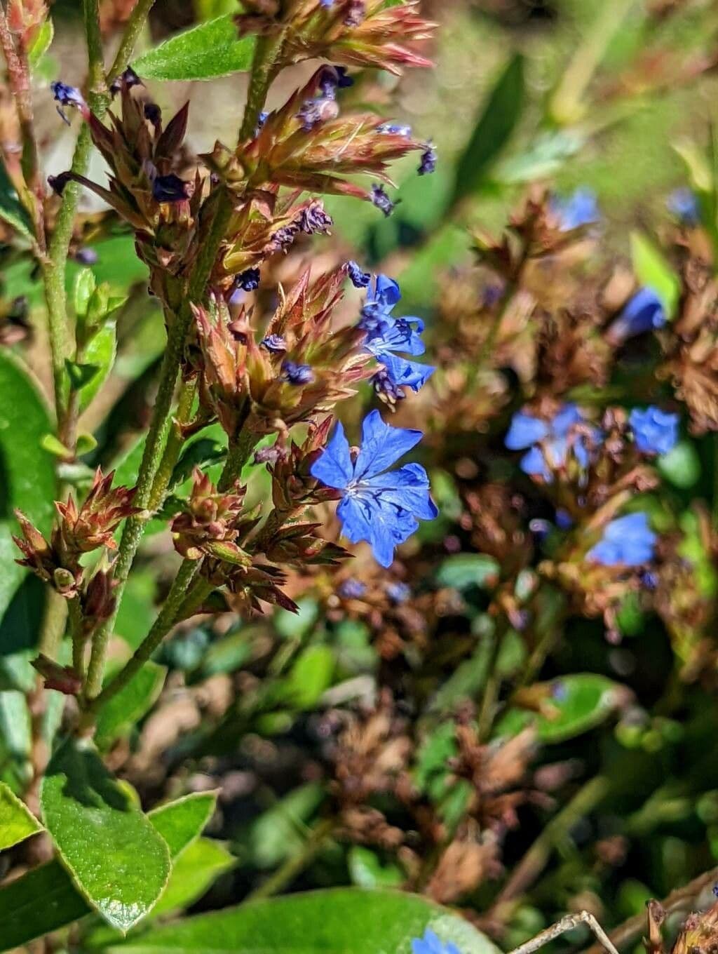 Ceratostigma nano