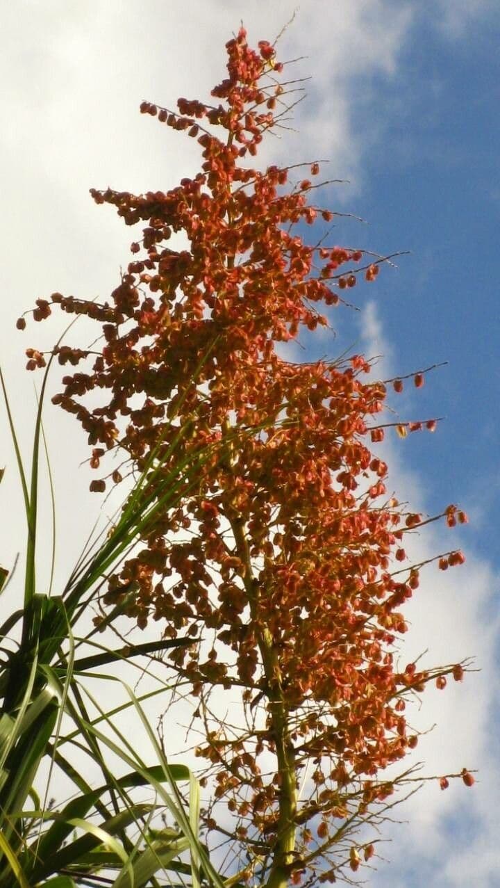 Beaucarnea
