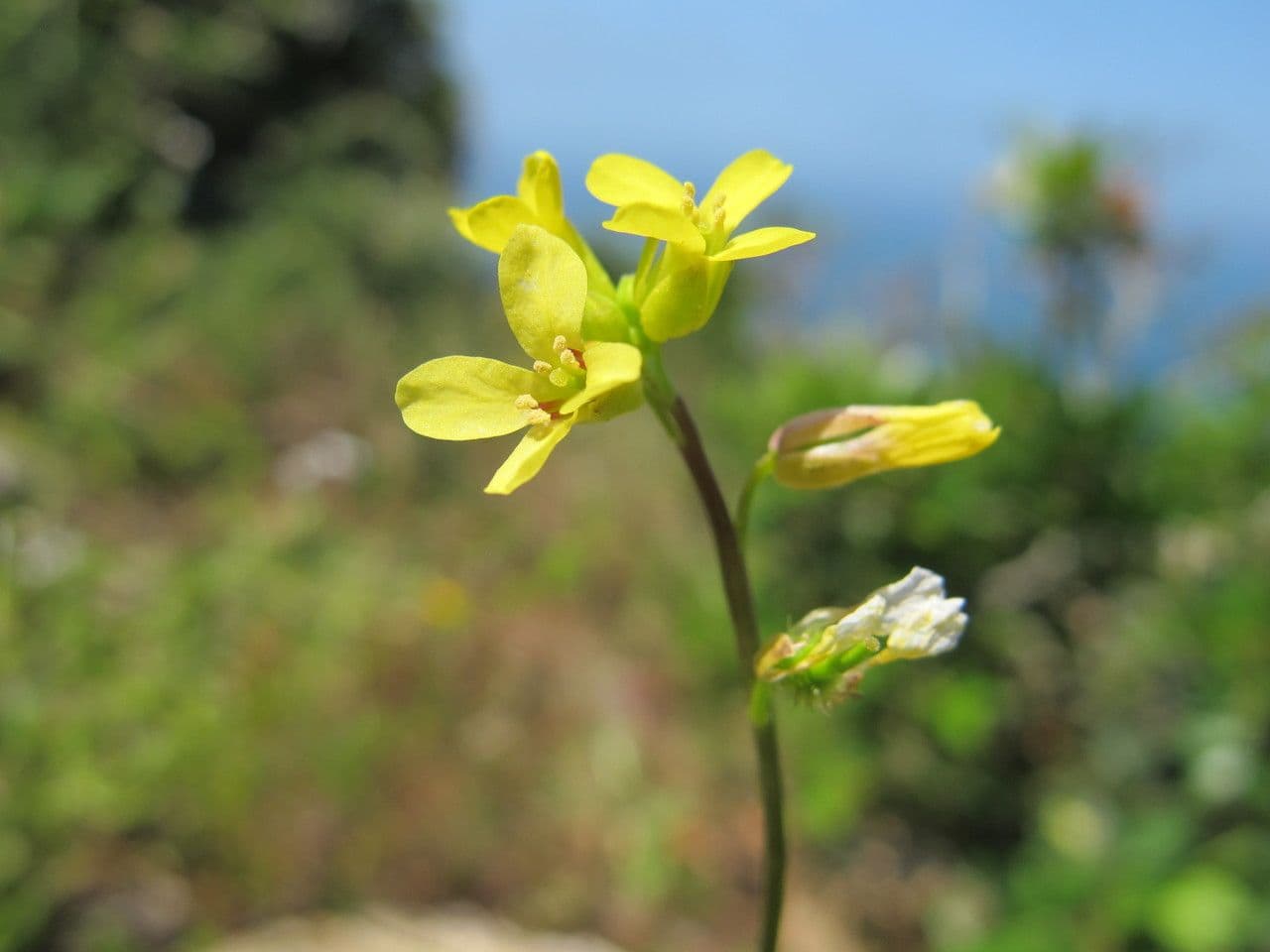 Succowia balearica 9