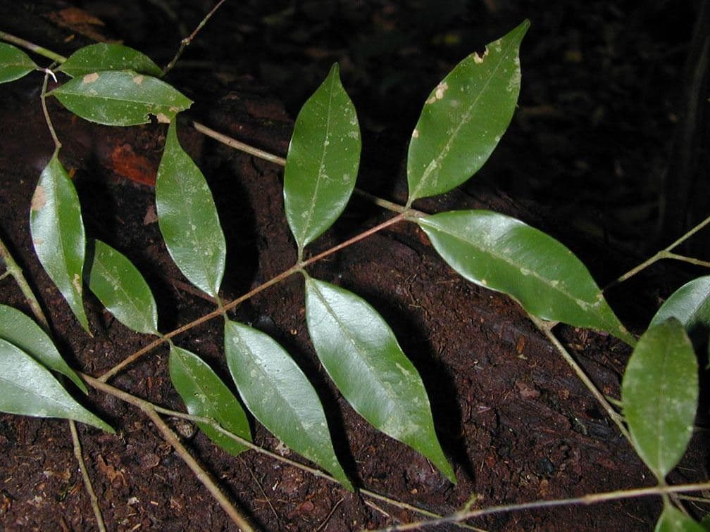 Myrciaria 14