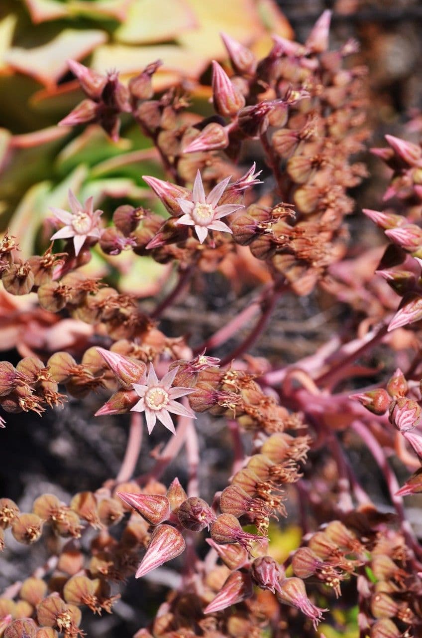 Aeonium nobile