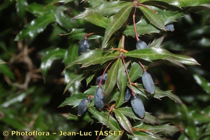 Berberys Gagnepaina 23