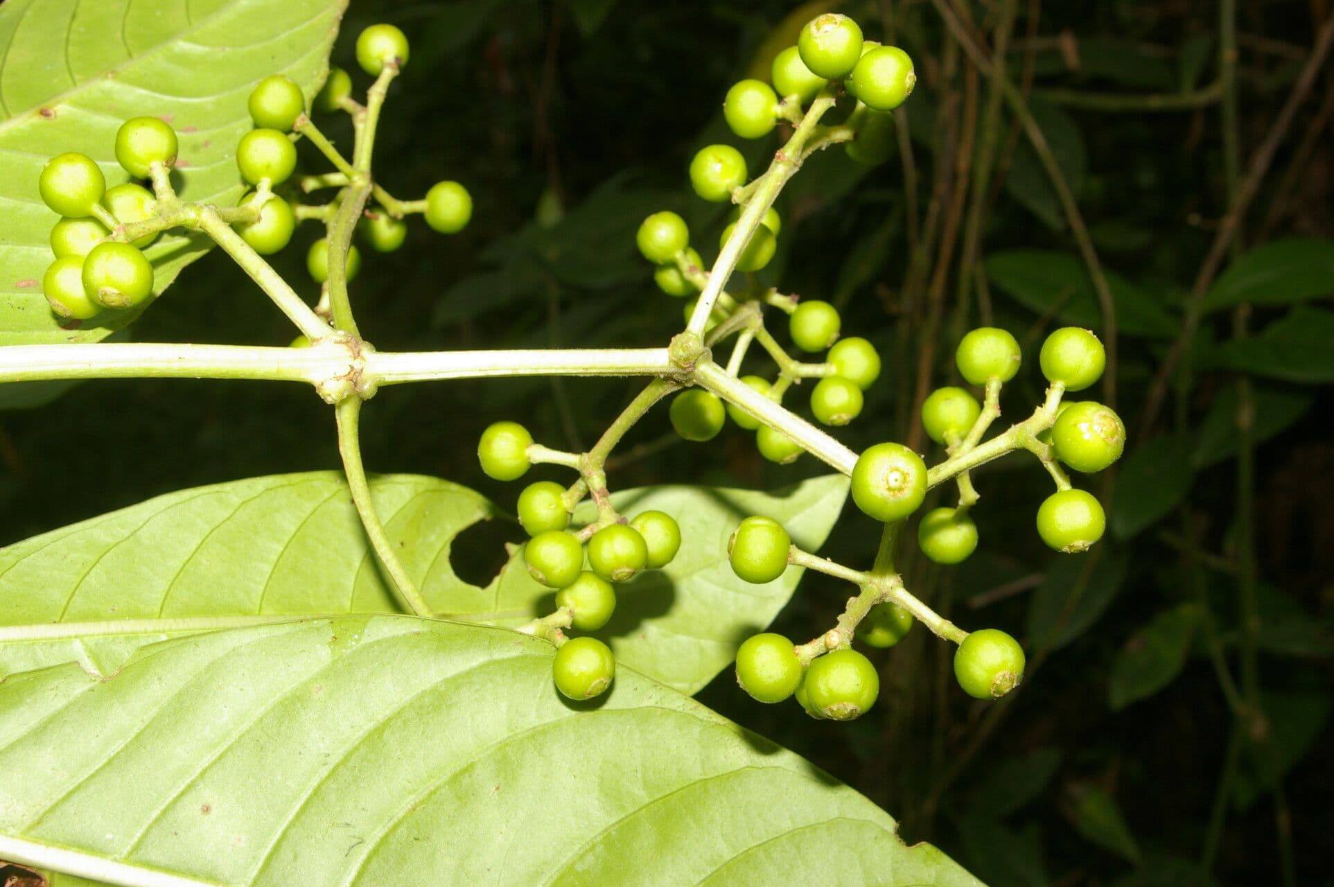 Große Psychotria
