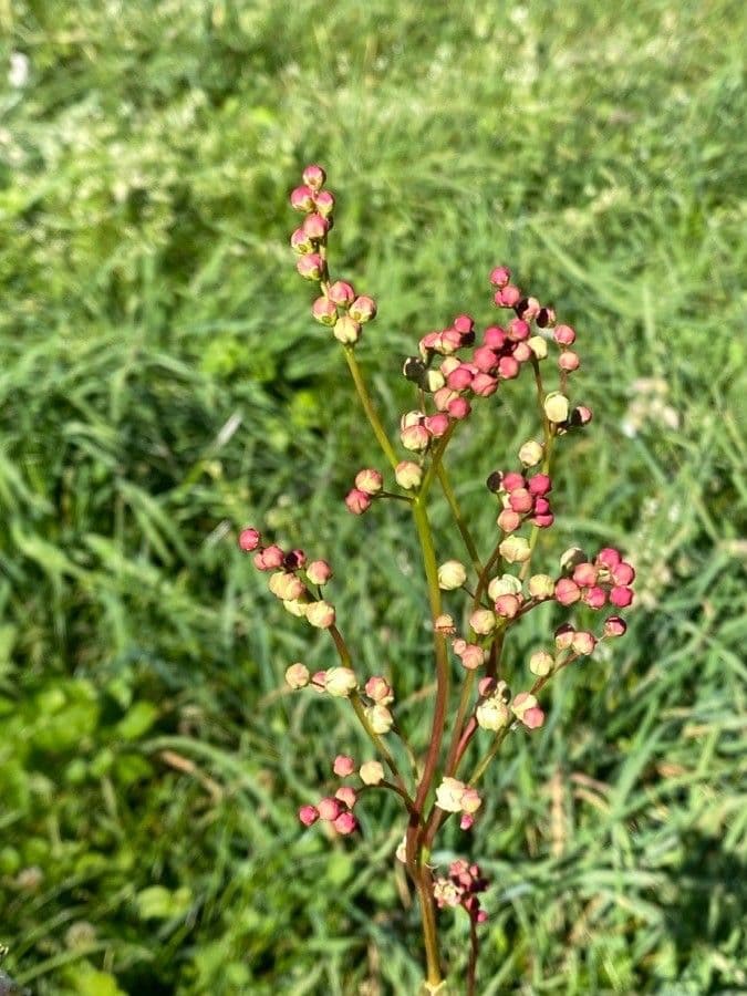 Filipendula comune 5