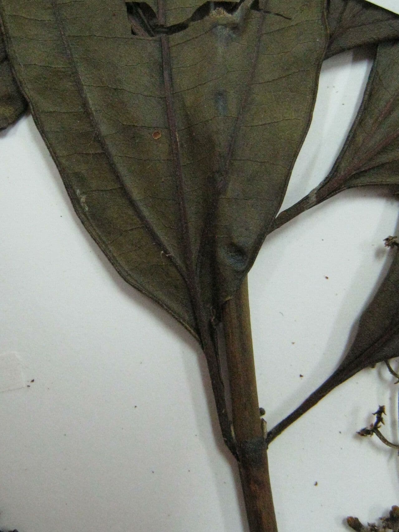 Miconia prasina 18