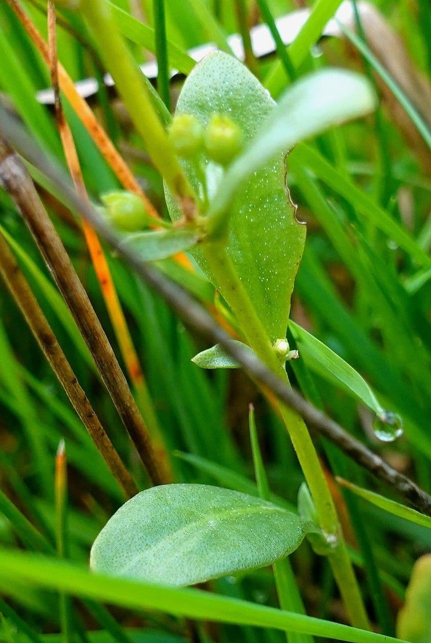 Lino d'acqua 16
