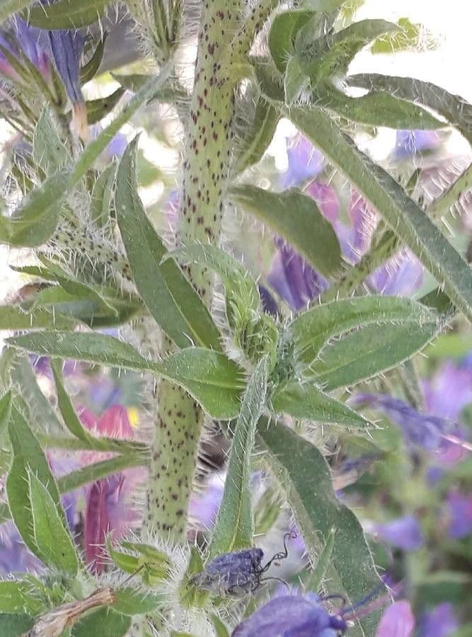 Viborera 23