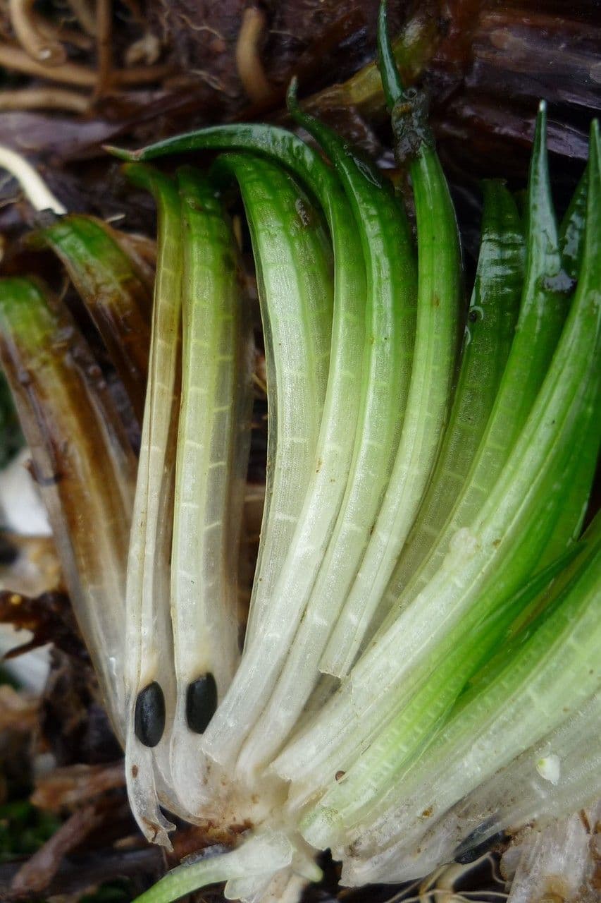 Isoetes