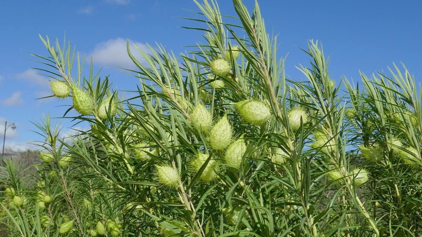 Gomphocarpus 4