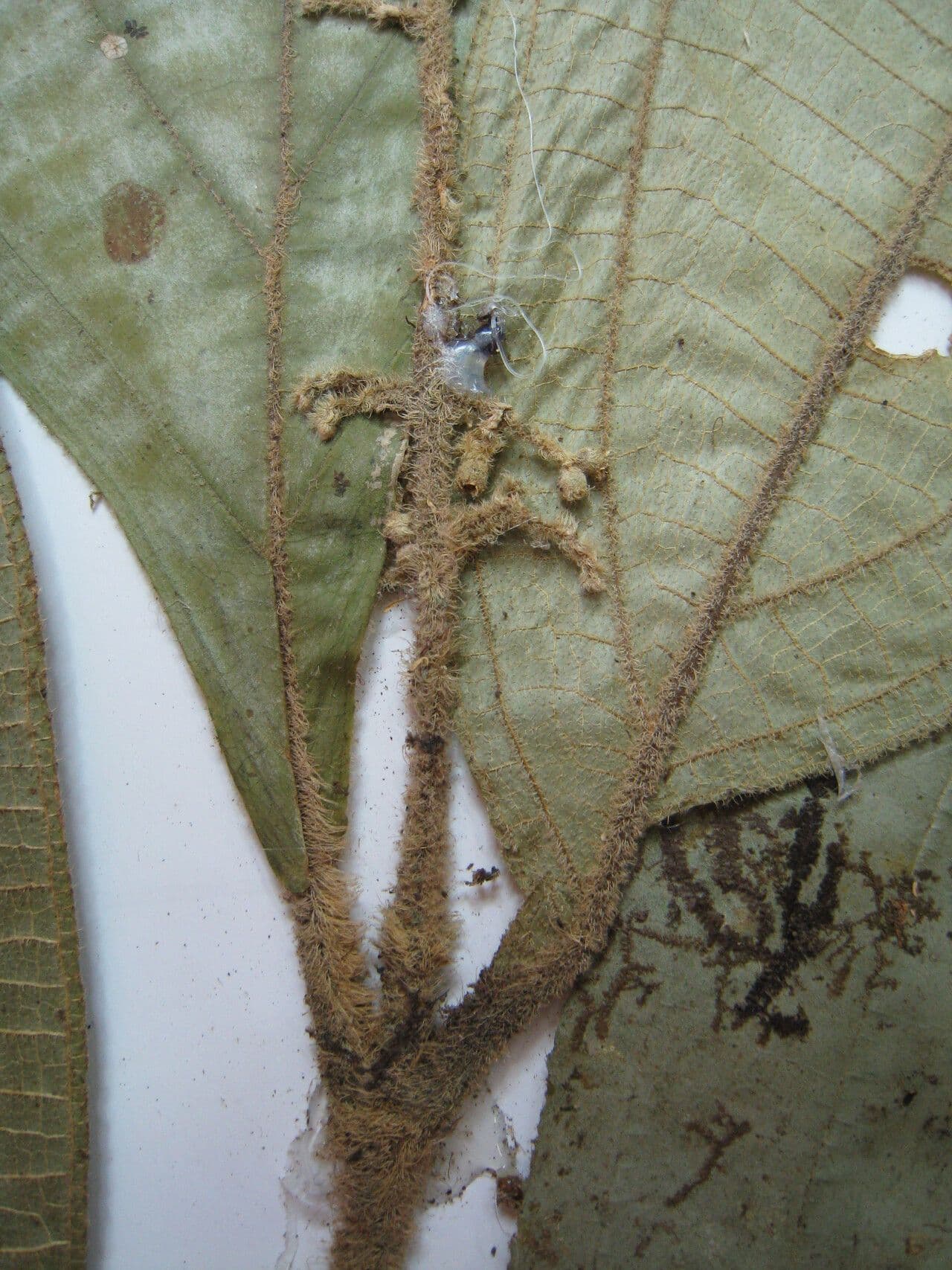 Miconia 7