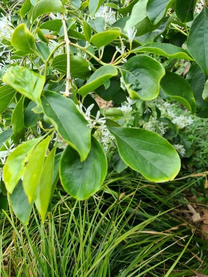 Árbol de las barbas 13