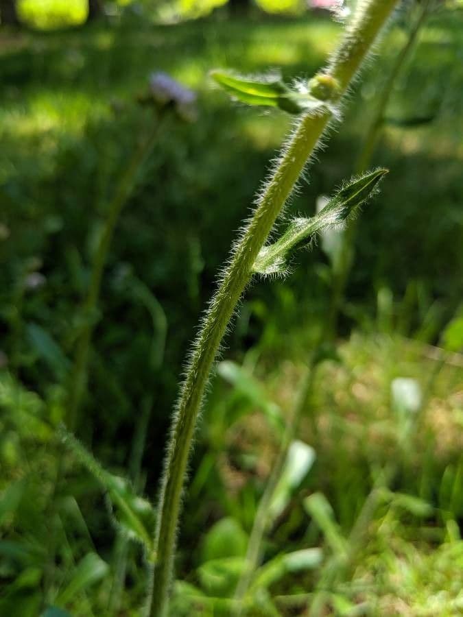 Erigeron 18