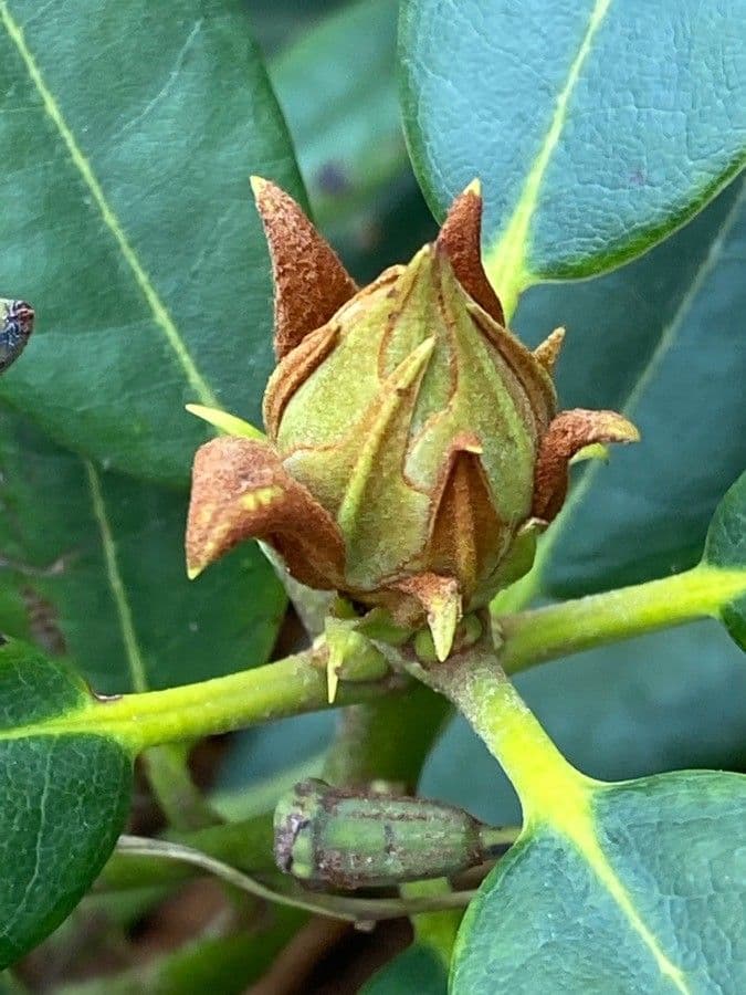 Rododendro massimo 29