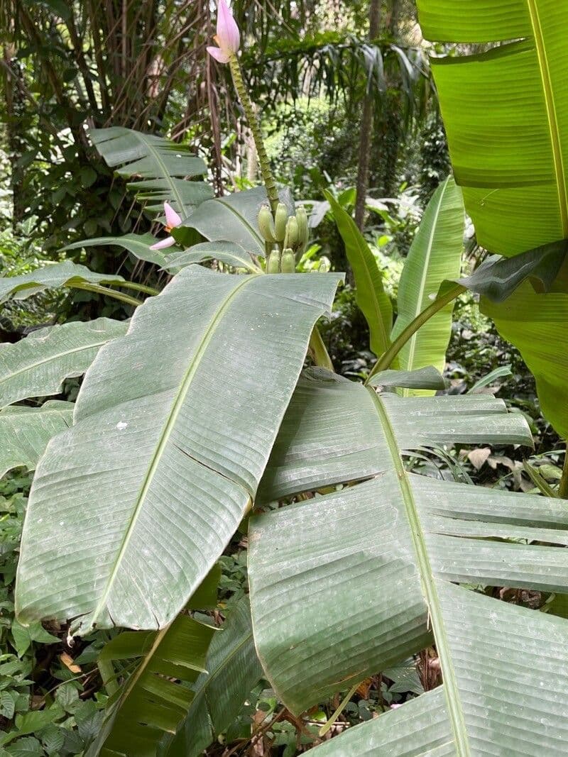Banan fieristico 10