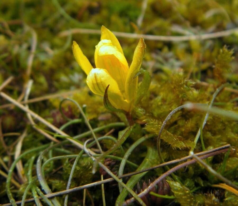 Gagea bohemica 5