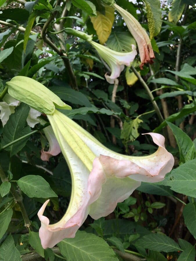 Datura 26
