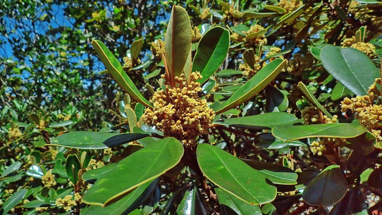 Solmsia calophylla 18