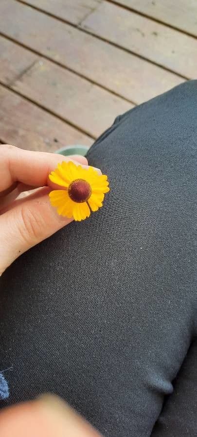 Helenium flexuosum 6