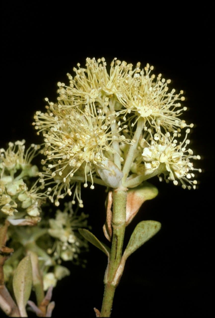 Hortenzie 2