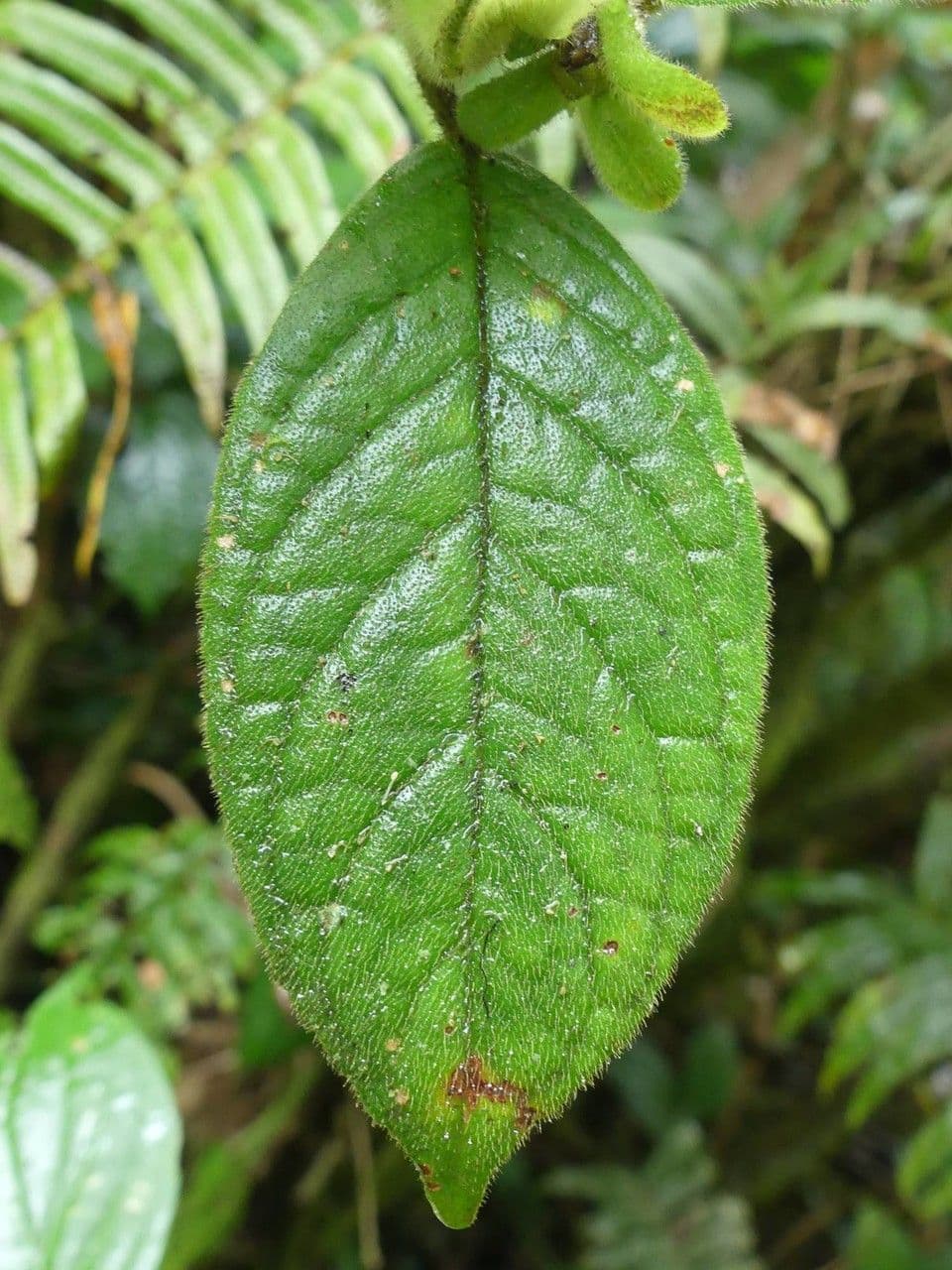 Drymonia alloplectoides 18