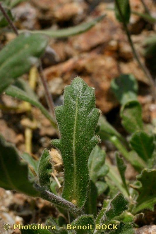 Biscutella arvernensis 14