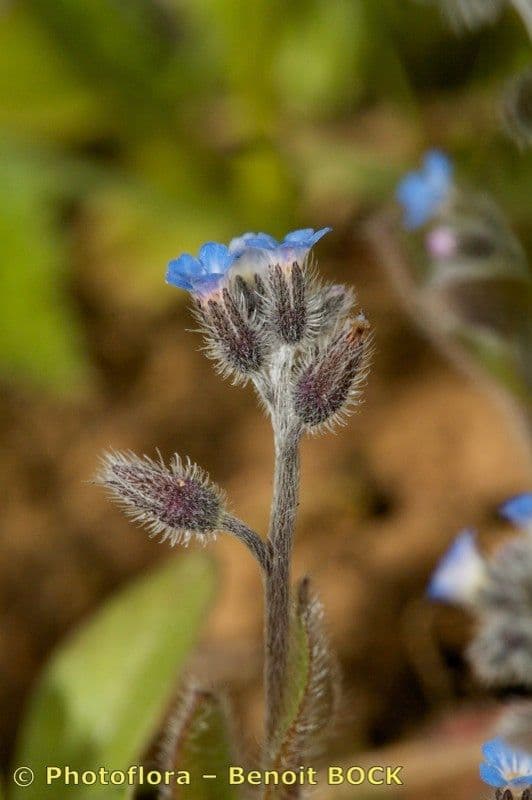 Miosotide ramosissima 26