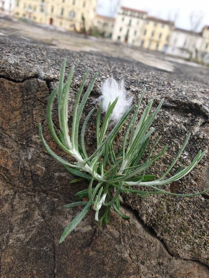 Felsen-Steinimmortelle 19