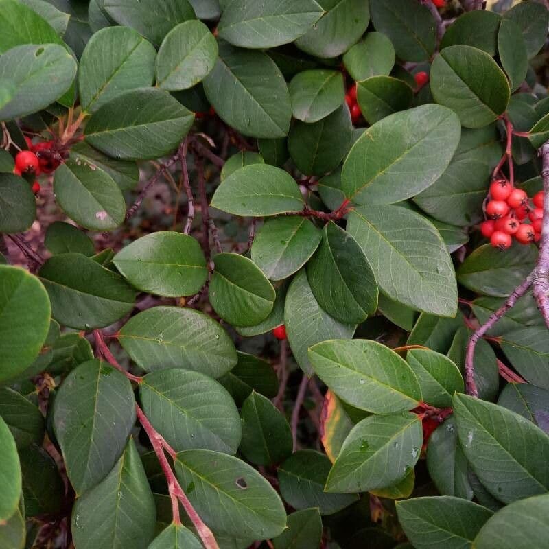 Cotoneaster glauque 5