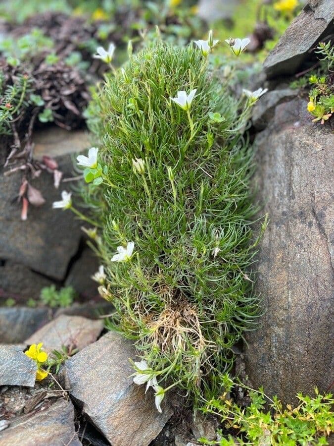Sabulina