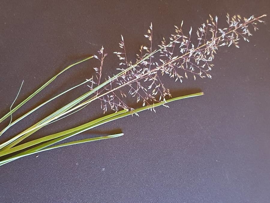 Sporobolus 6