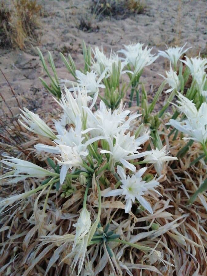 Pankracjum nadmorskie 15