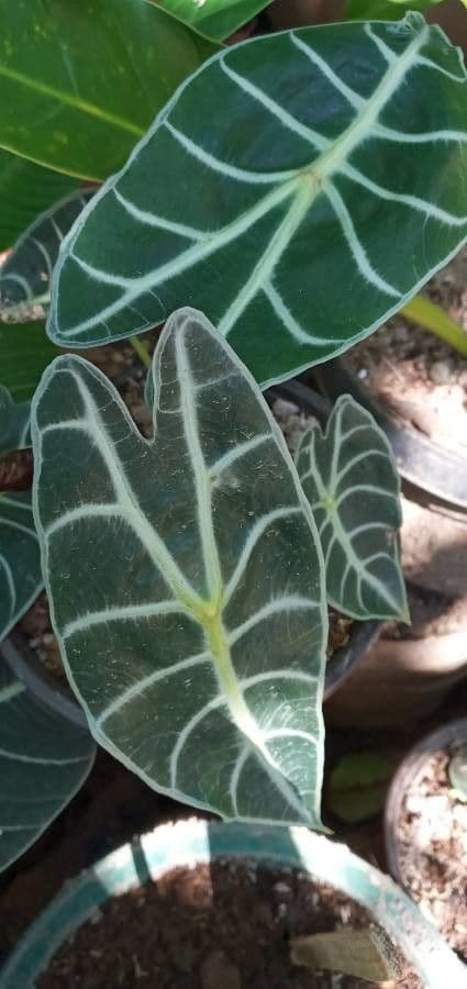 Alocasia 4