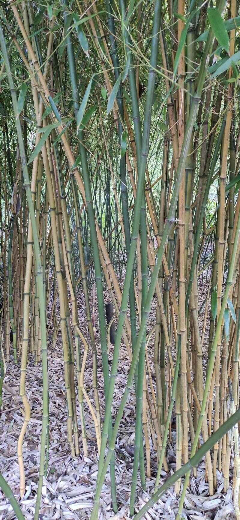 Bambù 3