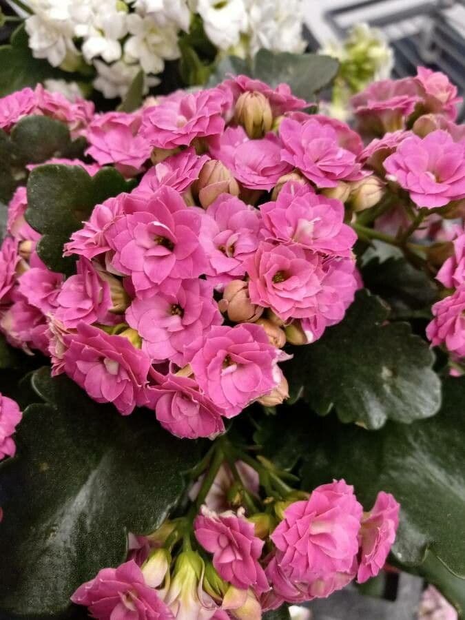 Kalanchoe 6
