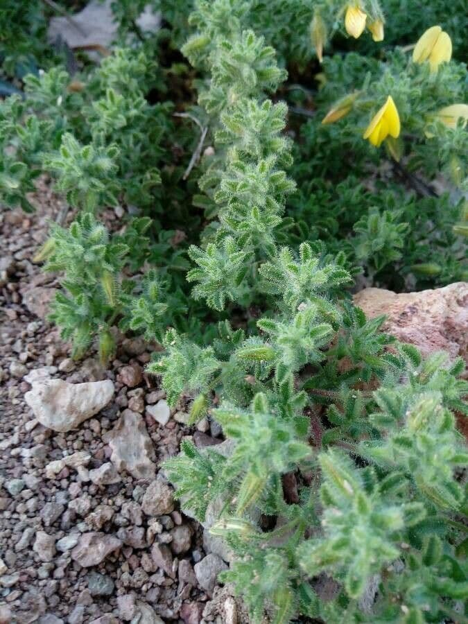 Onide variegata 16