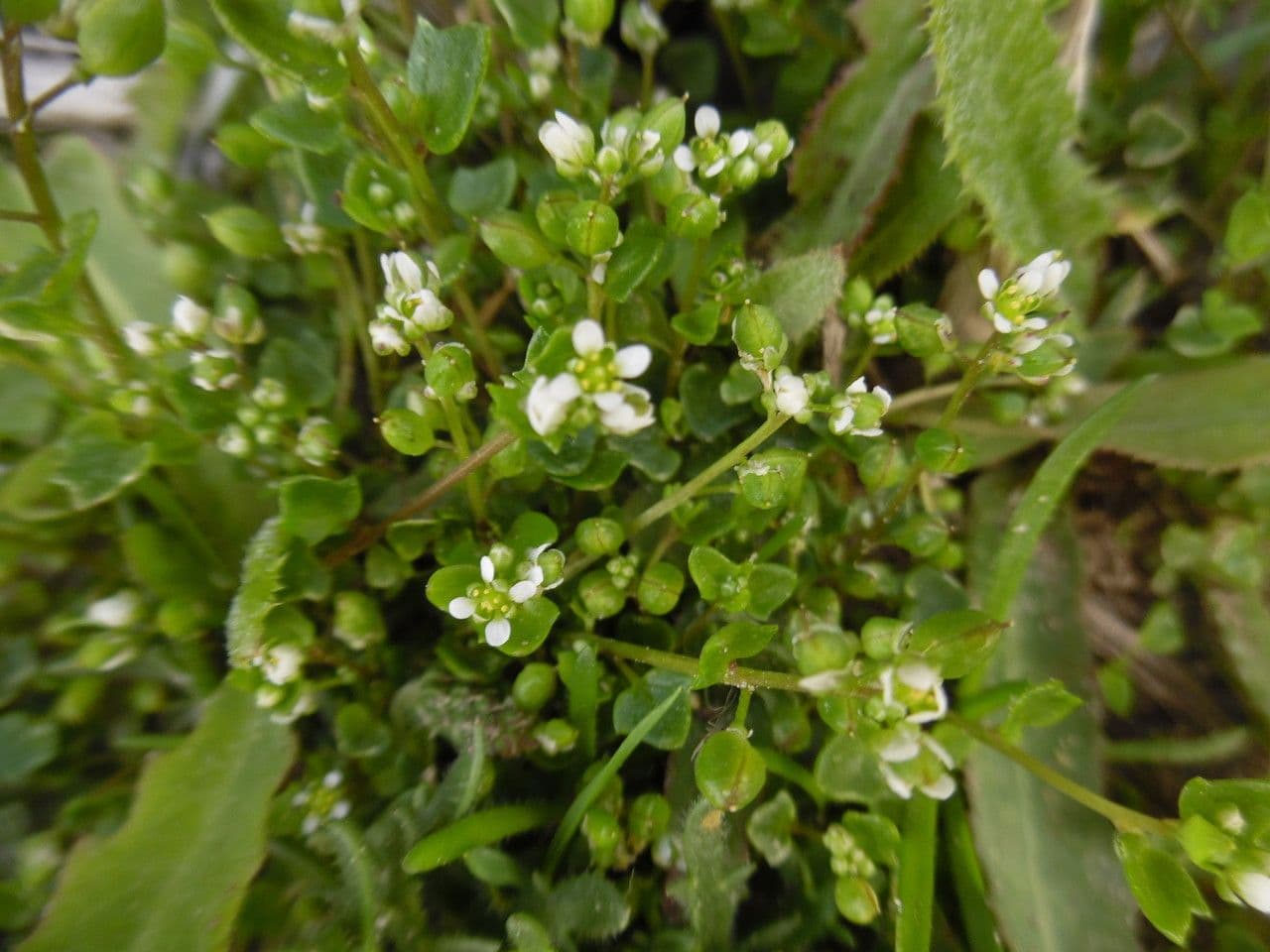 Coclearia 10