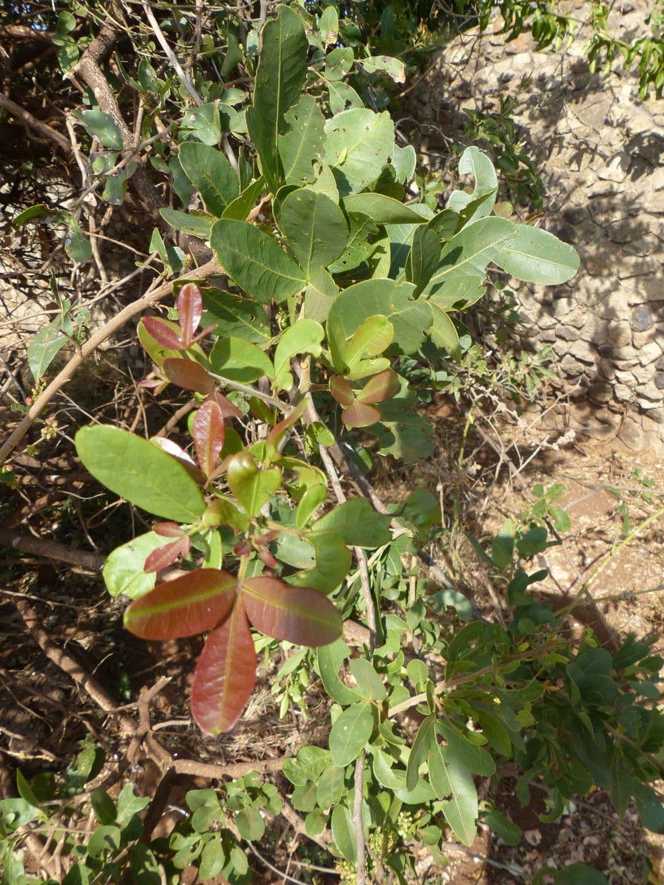 Searsia natalensis 11