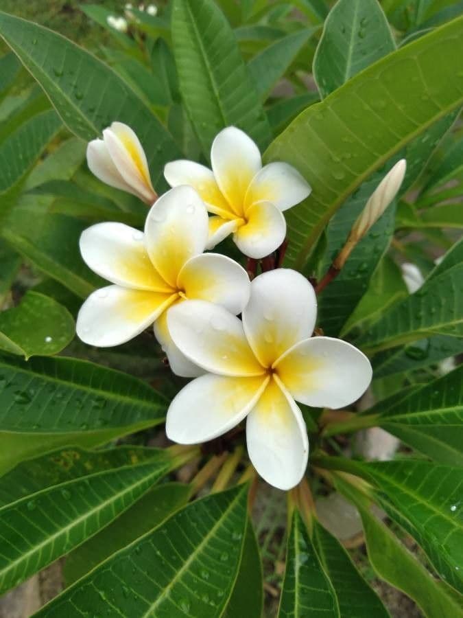 Algodoncillo blanco 8
