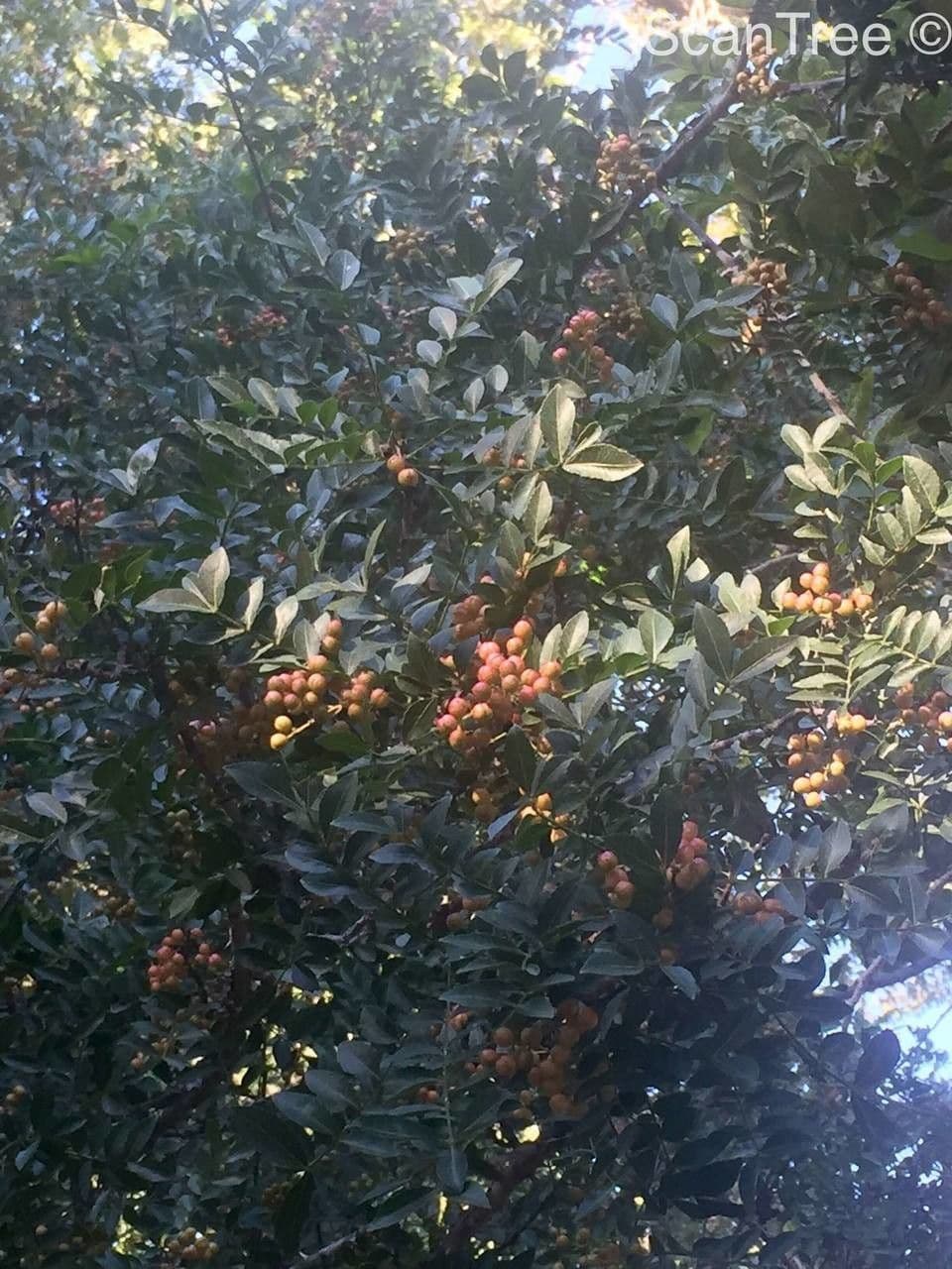 Zanthoxylum 3