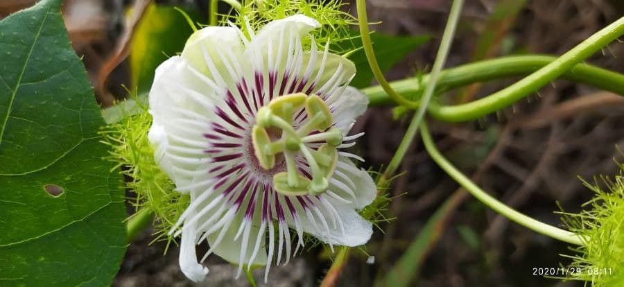 Passiflora fetida 6