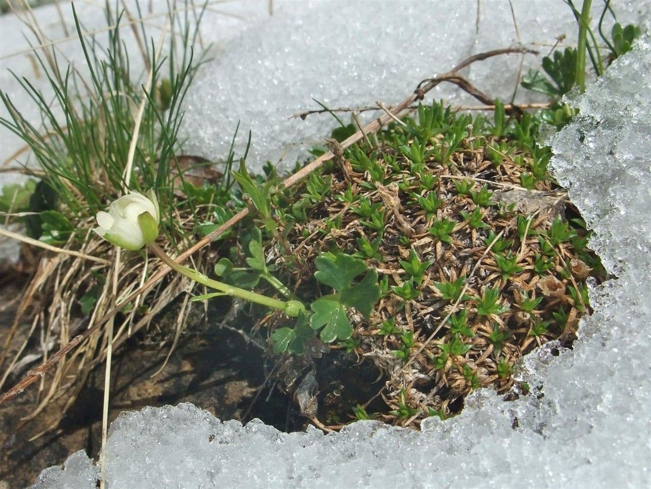 Pryskyřník 9