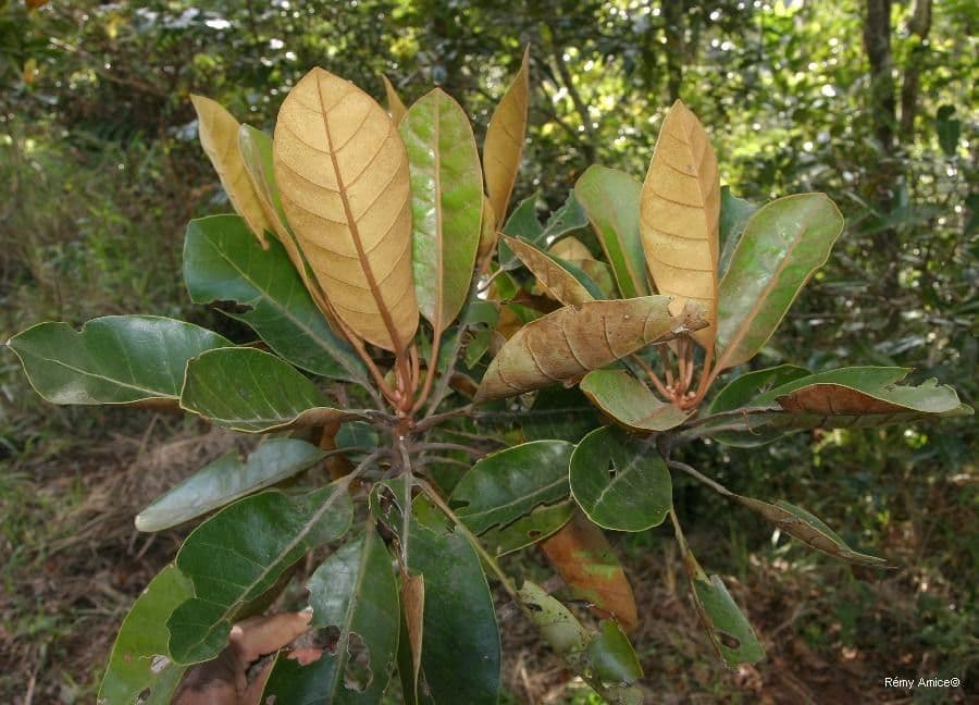 Planchonella 2