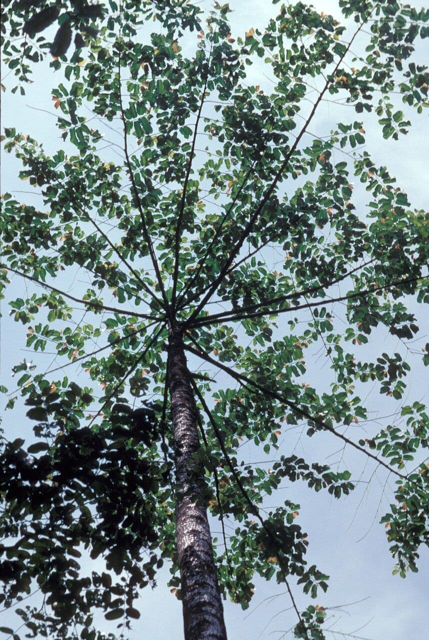 Kadamba 11