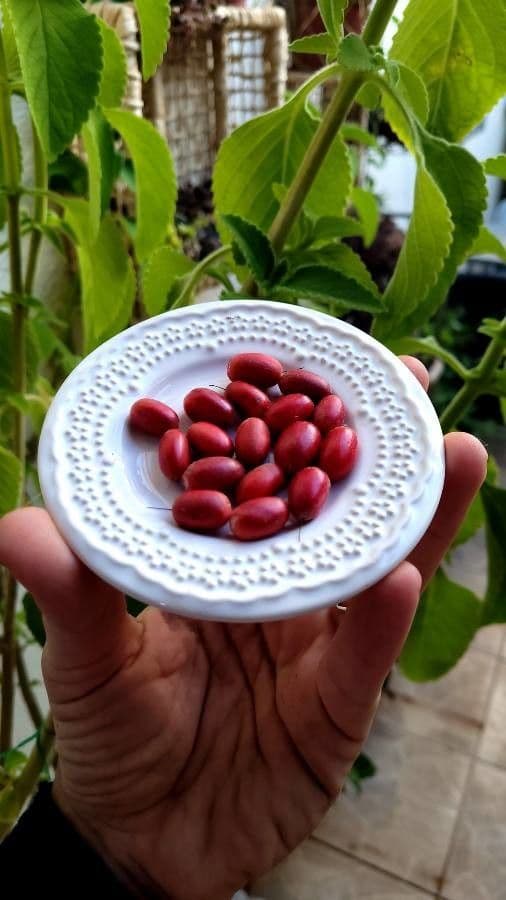 Synsepalum